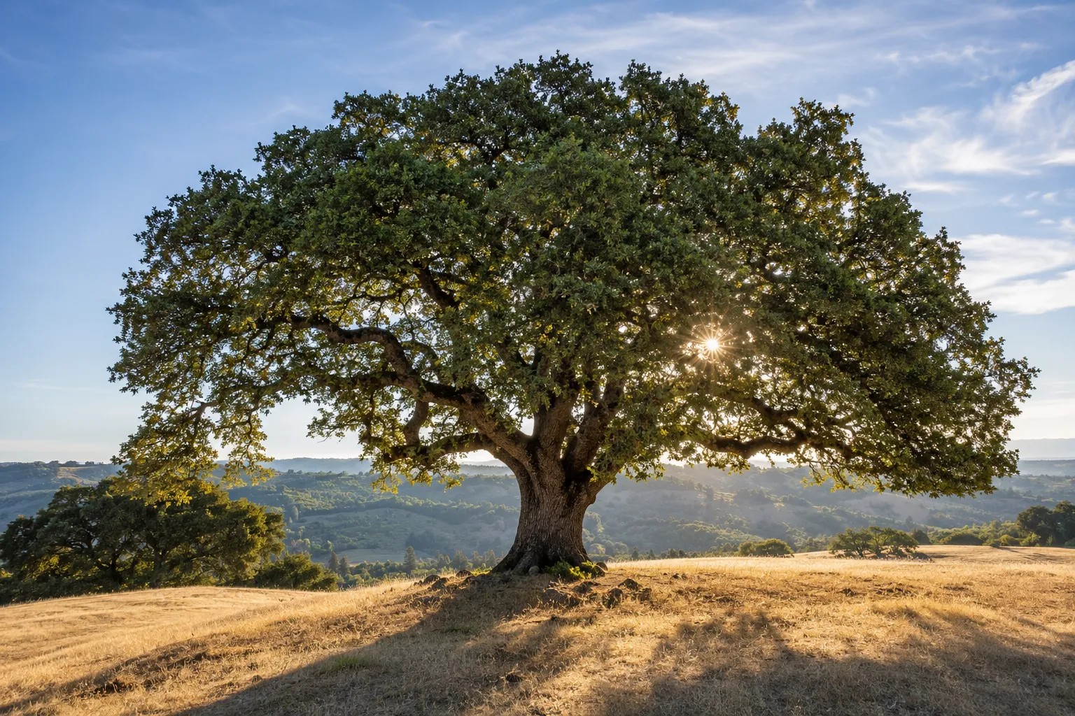 A healthy oak tree standing on a golden Sonoma County hillside